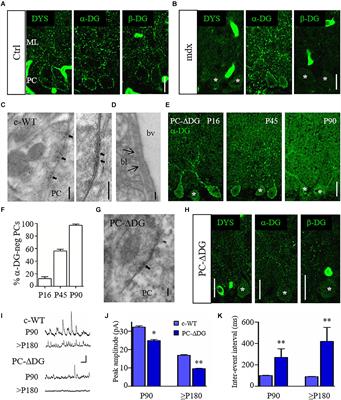 Dystroglycan Mediates Clustering of Essential GABAergic Components in Cerebellar Purkinje Cells